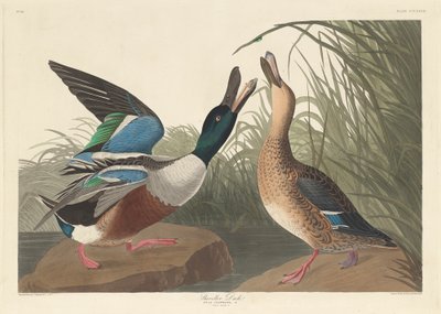 Shoveller Duck by John James Audubon